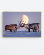 Reindeer Herd in Moonlit Harmony