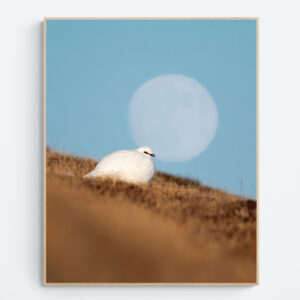 Resting ptarmigan