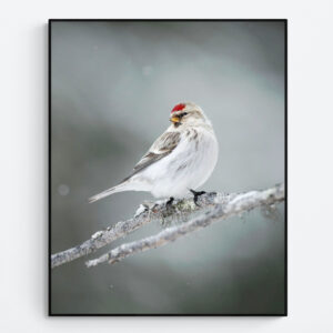 Arctic Redpoll
