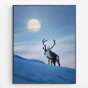 Reindeer during blue hour