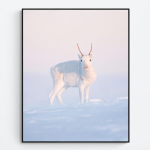 Reindeer calf during blue hour
