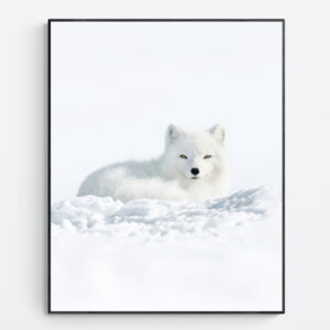 Arctic Fox close-up