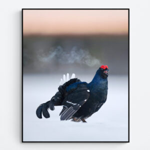 Black grouse lek