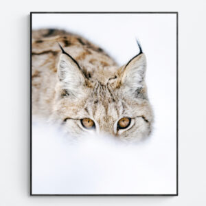 Lynx close-up