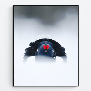 Eye contact with a black grouse