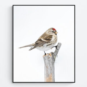 Redpoll in winter landscape
