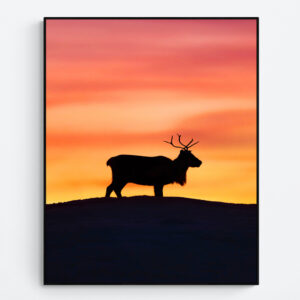 Reindeer at sunset