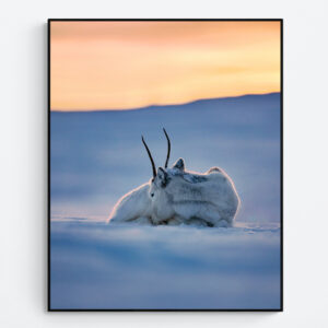 Reindeer resting at sunset