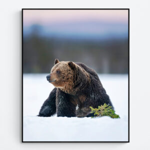 Bear on snow