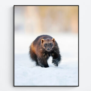 Wolverine