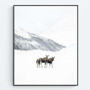 Moose in a winter landscape
