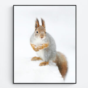 Squirrel on snow