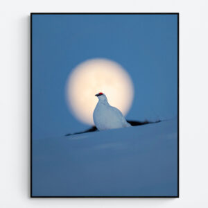 Ptarmigan in full moon