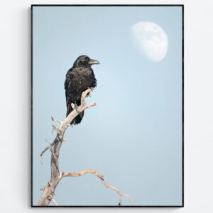 Raven and the Moonlit weathered pine