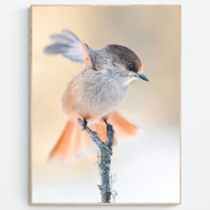The Stately Jay
