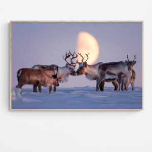 Reindeer Herd in Moonlit Harmony