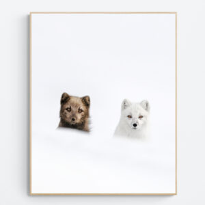 arctic fox couple
