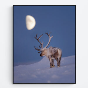 Reindeer in moonlight