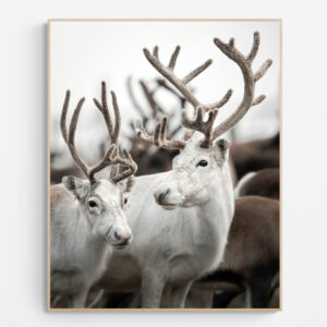 Reindeer formation