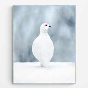 Ptarmigan in the rain