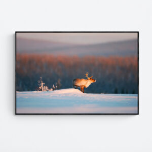 Winter Sentinel