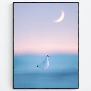 Evening Stillness