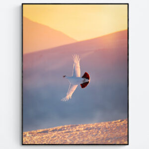 Embers in Flight